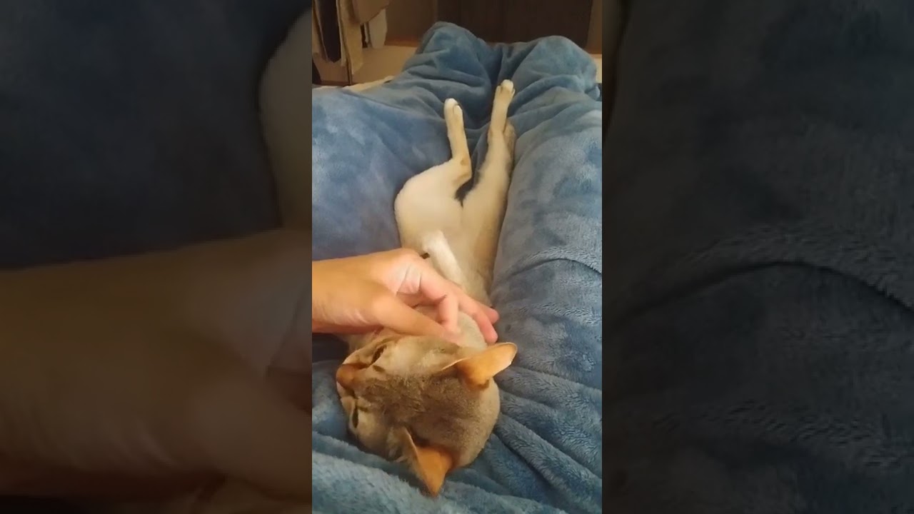 飼い主と同じポーズでくつろぐシンガプーラ猫　#shorts