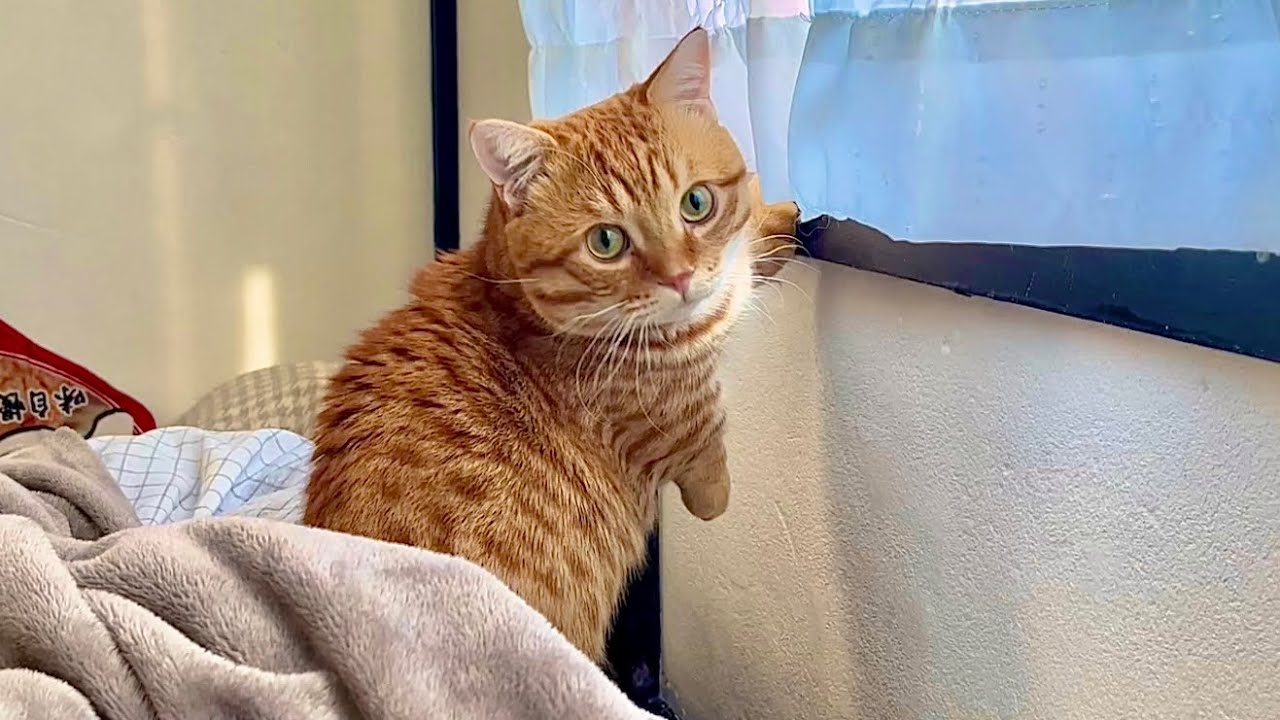 ニャルソックしたいけどカーテンを開けることができないぽちゃくんと...