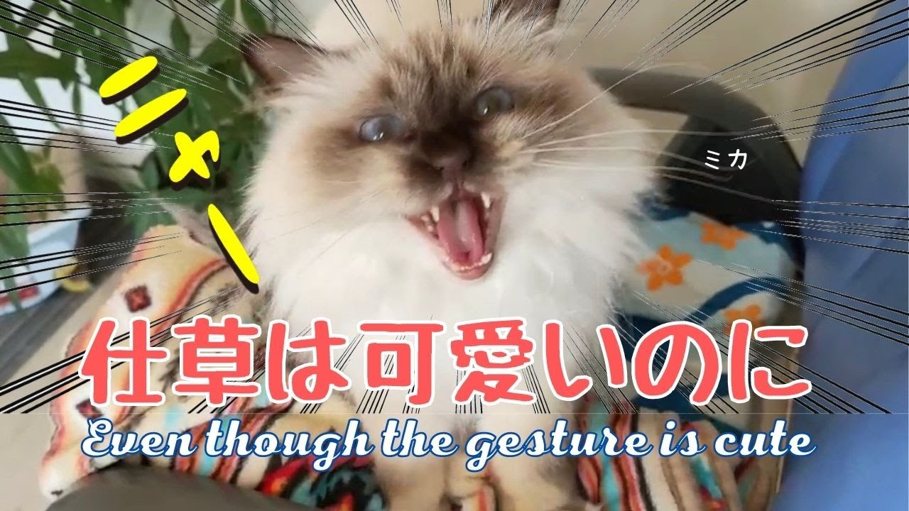 ふみふみして時々鳴くバーマン猫【仕草は可愛いのに】Even though the gesture is cute（バーマン猫）Birman/Cat