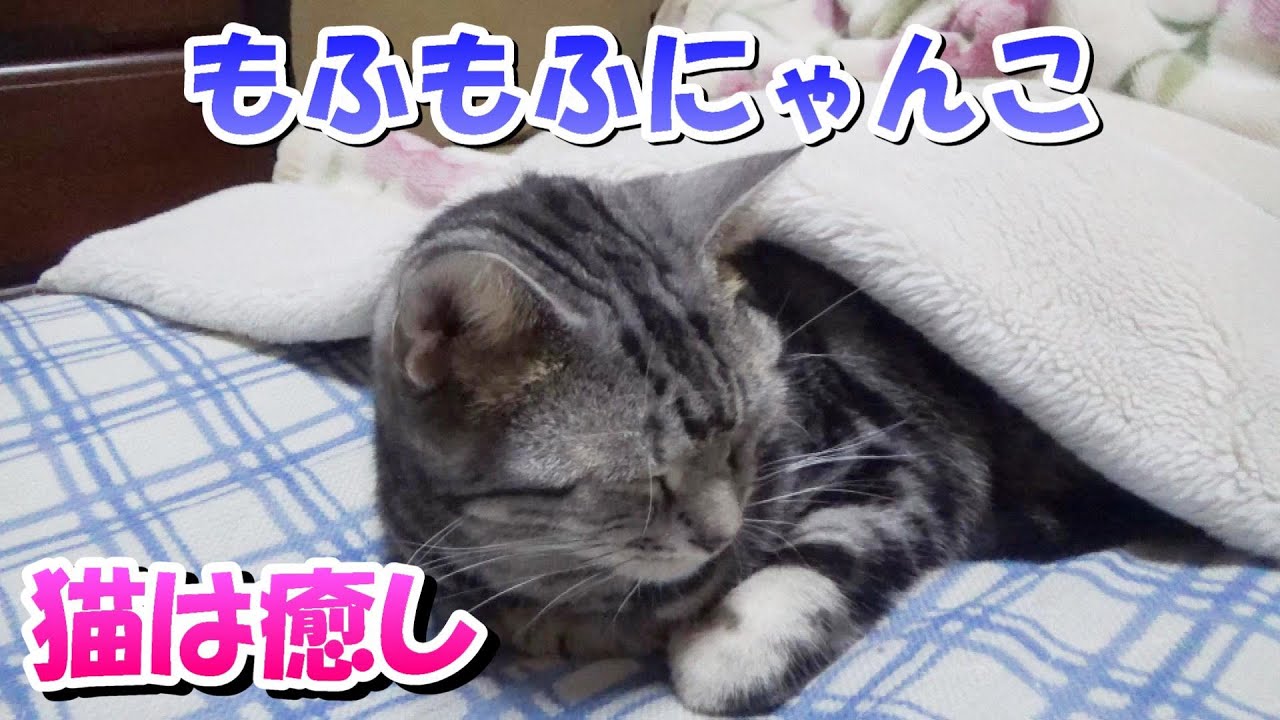 冬のもふもふにゃんこ！猫は癒し（アメリカンショートヘア）