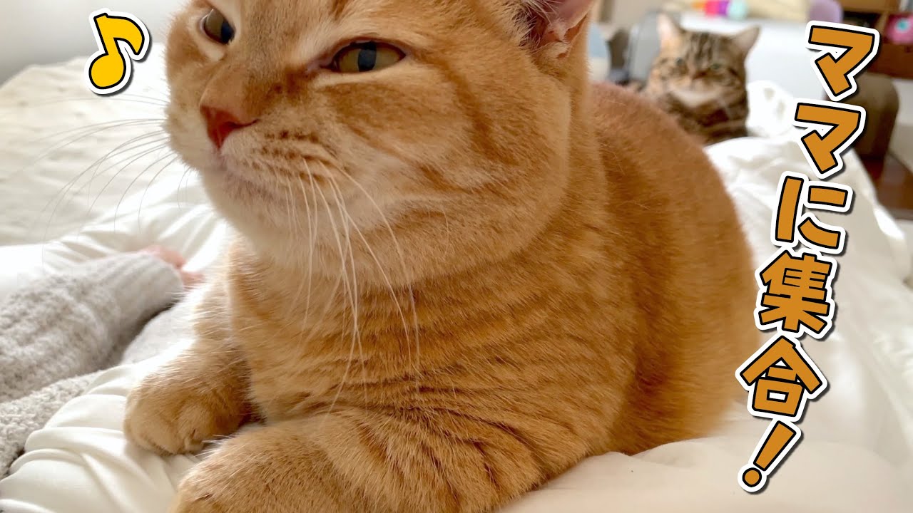 朝起きたら愛猫のベッドにされていました…笑