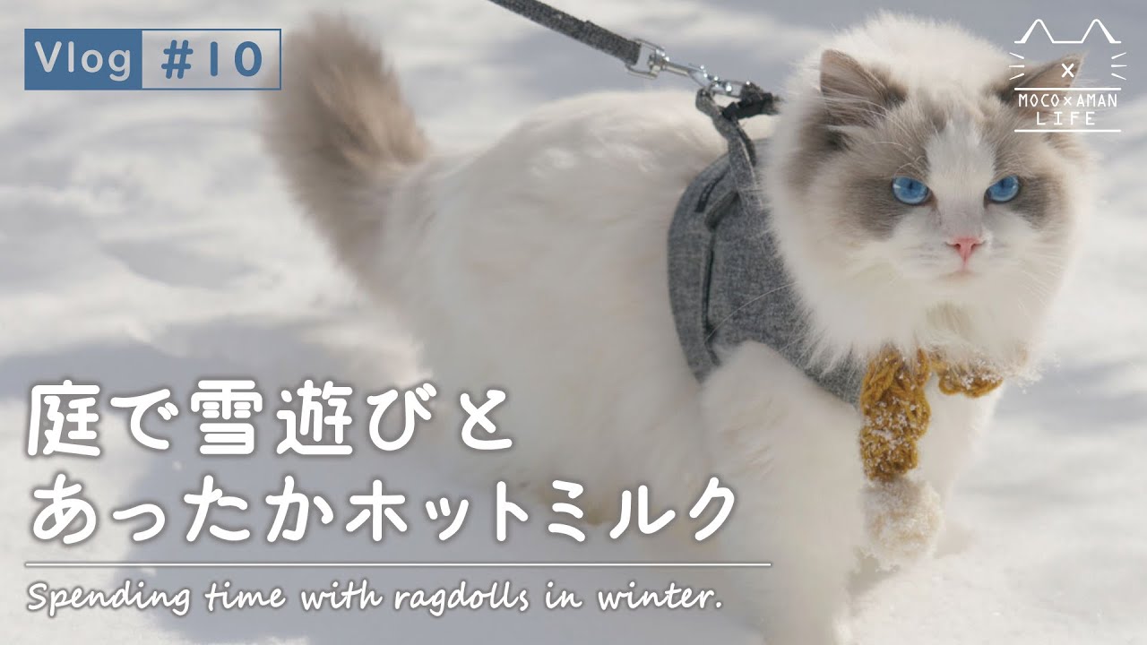 【田舎暮らし】ラグドールと冬の過ごし方｜もふ猫の暮らし【猫の日 vlog #10】