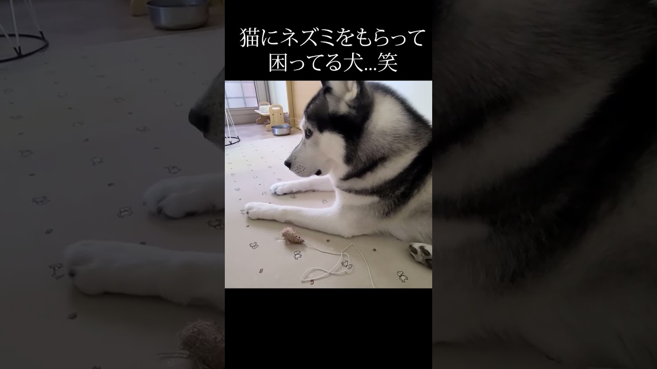 猫にネズミをもらって困ってる犬...笑#shorts