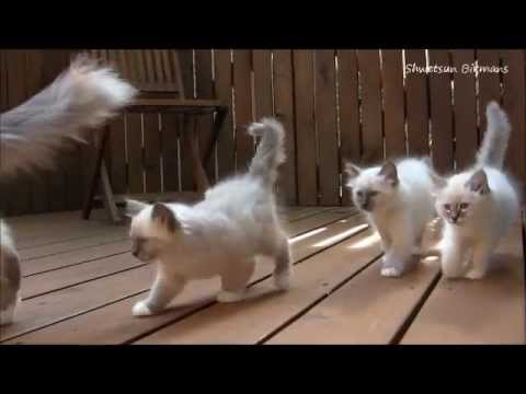 バーマンの子猫たち１月１３日