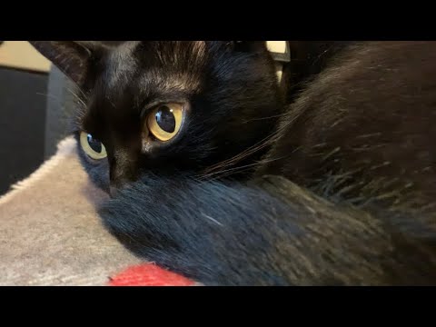 暑くてひたすら寝る猫ルーシー！Black bombay cat 黒のボンベイ