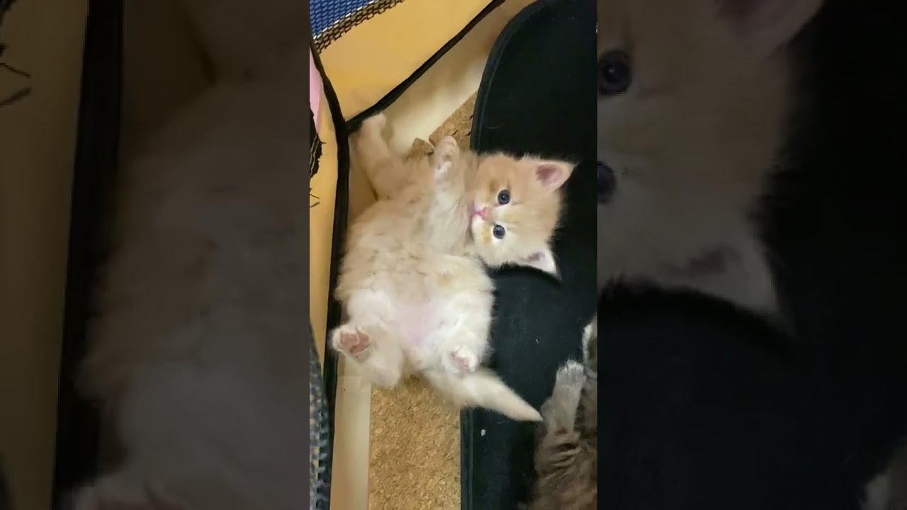 グルーミングを覚えた子猫！【サイベリアン・赤ちゃん】 #shorts