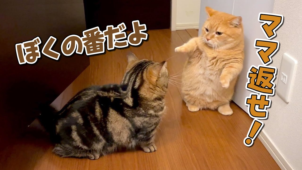 弟猫ばかり可愛がっていたら痺れを切らした兄猫が割り込んできました！