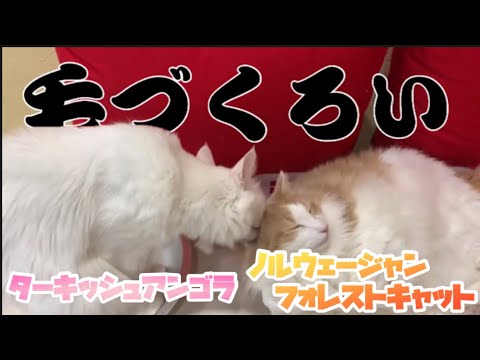 【まったり】ターキッシュアンゴラとノルウェージャンフォレストキャットのゆる〜い動画