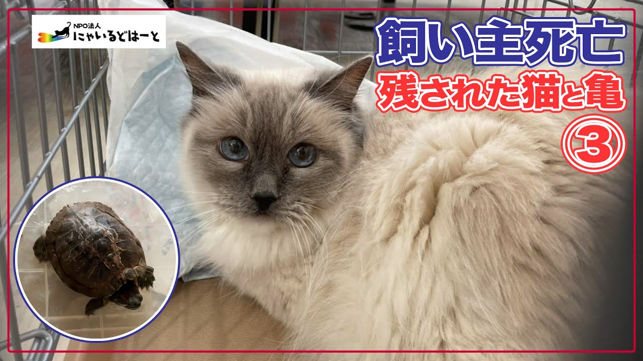 【飼い主死亡】家の中にはシャム猫と亀③：４６２