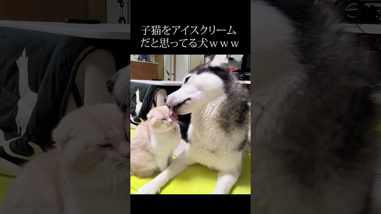 子猫をアイスクリームだと思ってる犬...笑#shorts