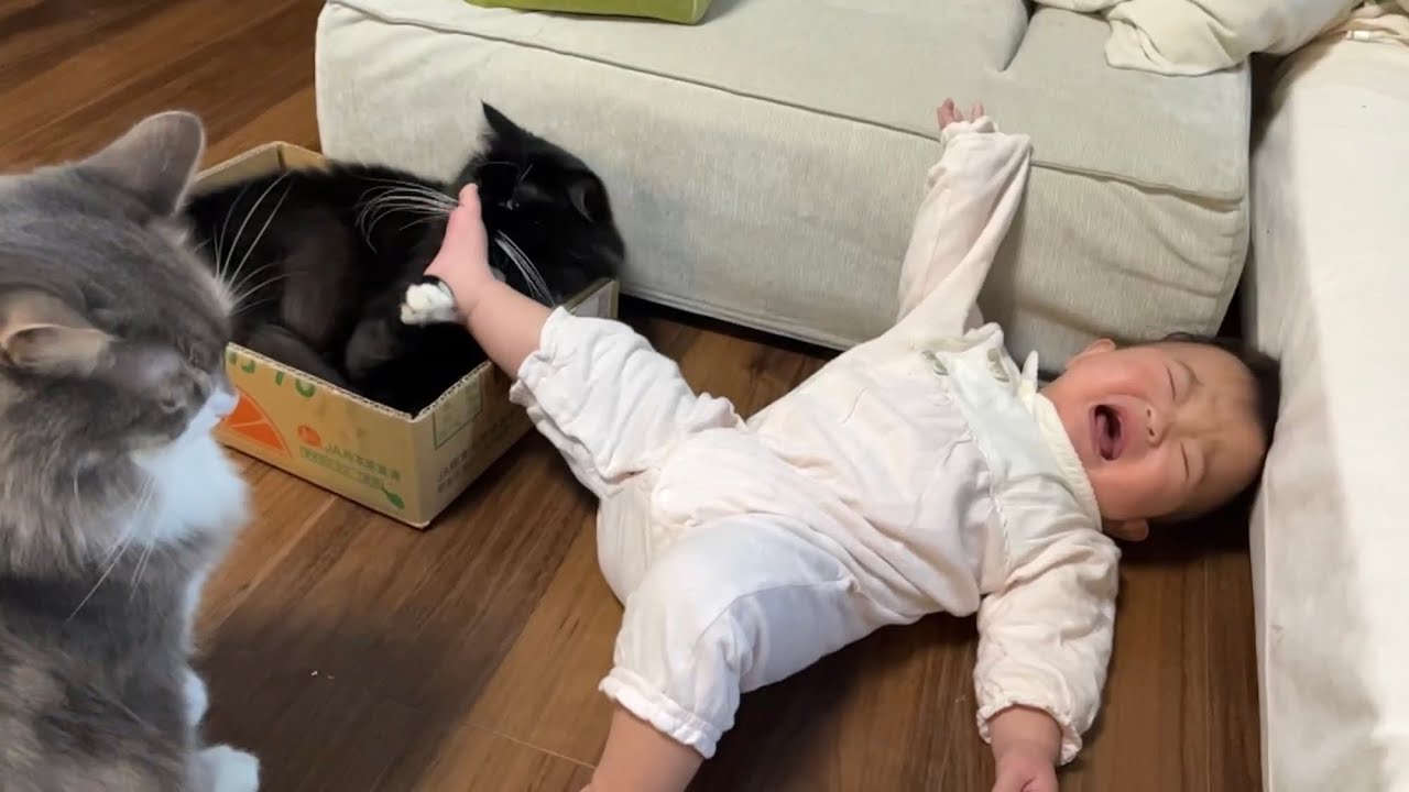 駄々をこねる赤ちゃんに迷惑する猫　ラガマフィン　Cat annoys a whining baby