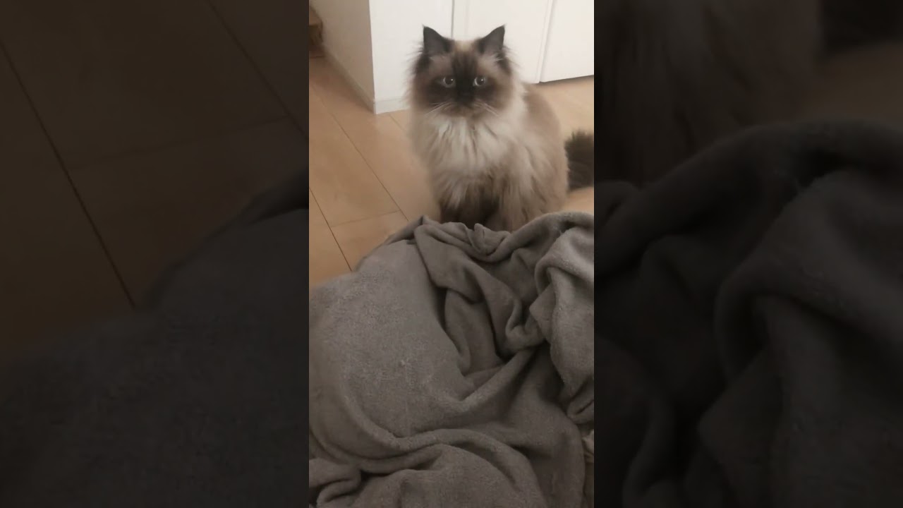 【ヒマラヤン】先住猫の布団潜りを不思議そうに見守る猫【多頭飼い】