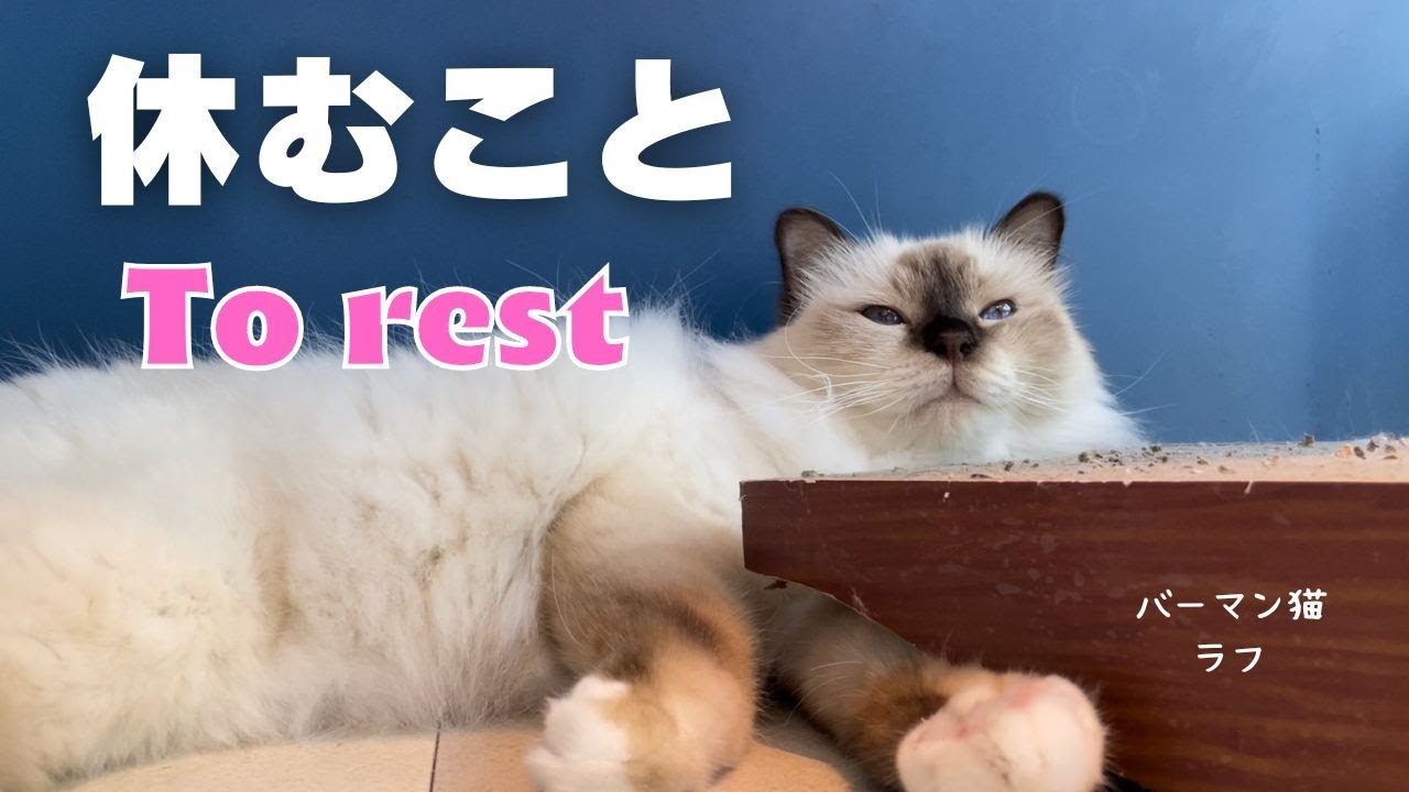 猫の得意な事【休むこと】To rest （バーマン猫）Birman/Cat