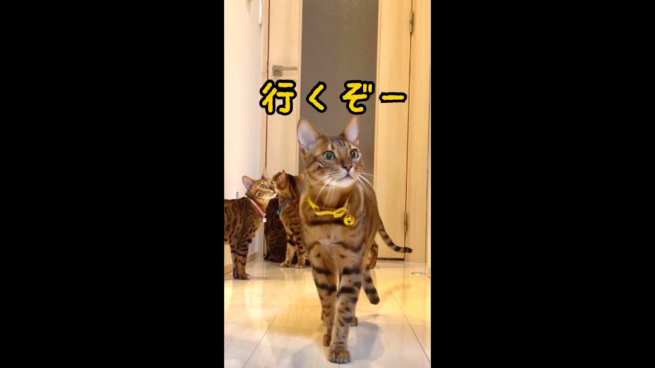 猫親子脱走チャレンジ！ #shorts