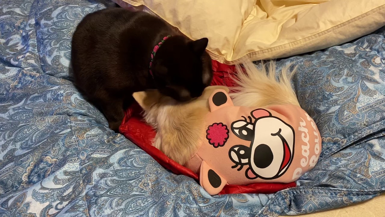 バーミーズのチェリー&チワワのモモ…仲良し