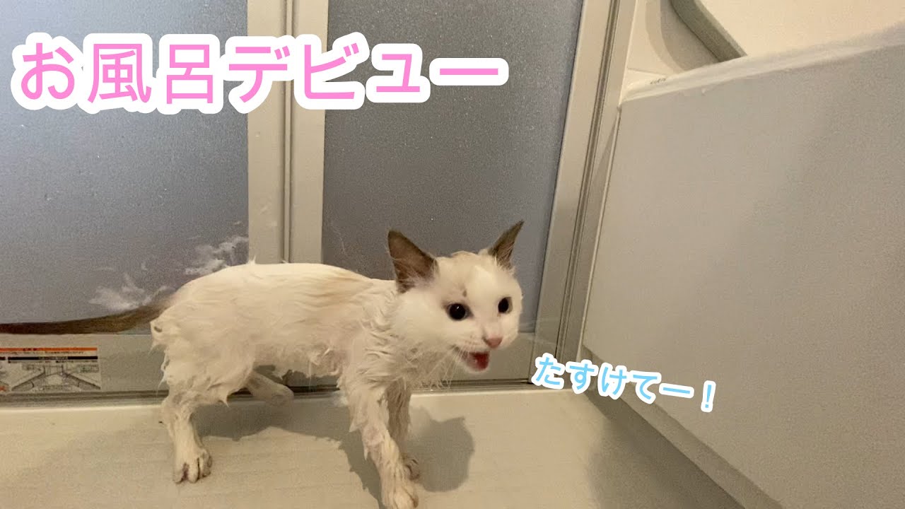 はじめてのおふろに入った子猫の反応が…【ラグドール】