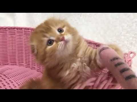 2018年7月2日産まれスコティッシュフォールド赤ちゃん