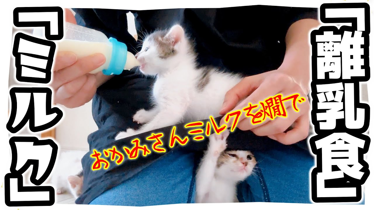 【子猫】離乳食（ロイヤルカナン）を食べ始めると成長が加速するよね【保護猫生活31日目】