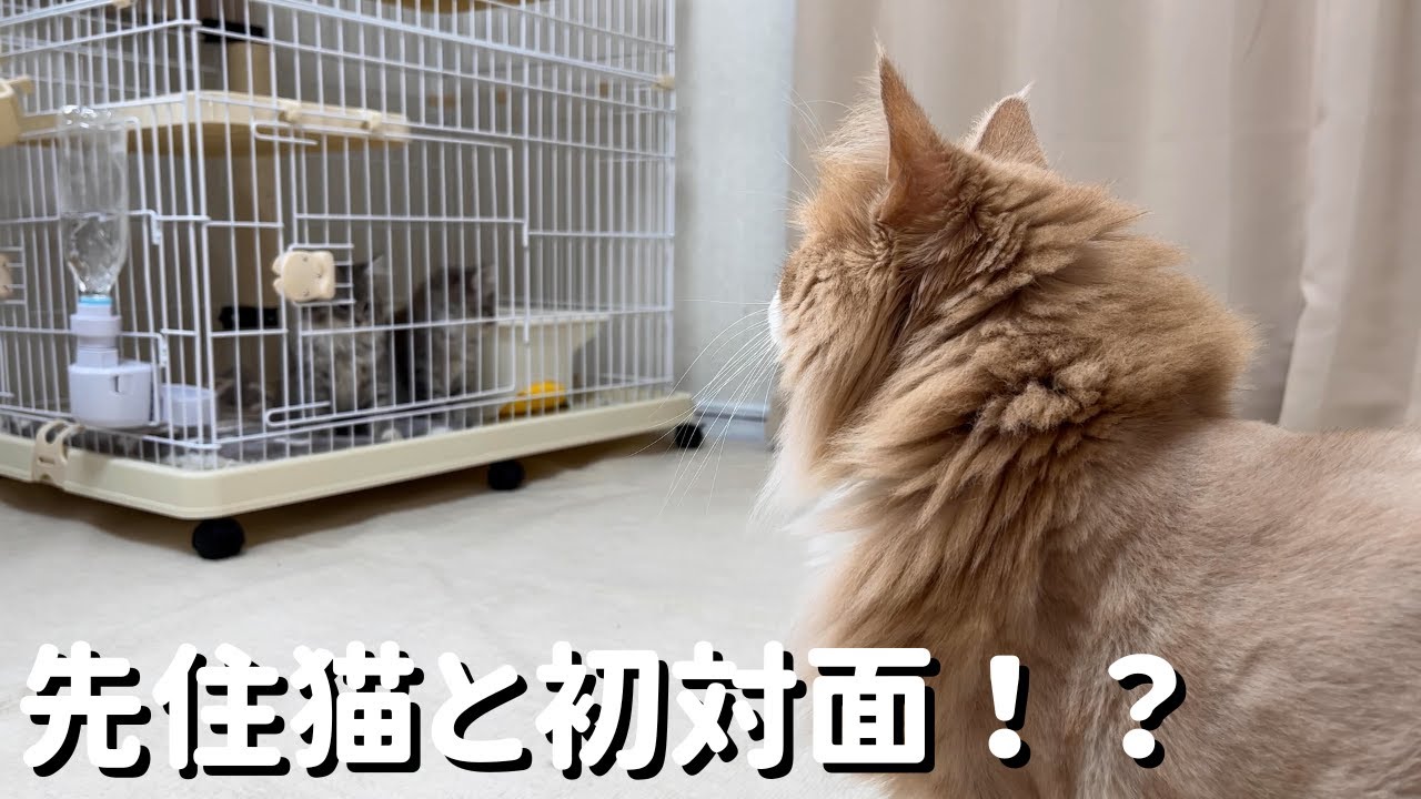 【先住猫と対面 #1】初対面！？サイベリアン子猫とメインクーン先住猫