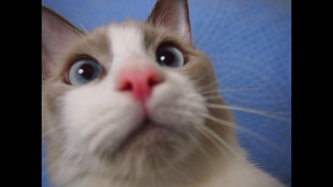 しゃべる猫ラグドールのコハク君おしゃべり集め Chatty Ragdoll Cat Kohaku