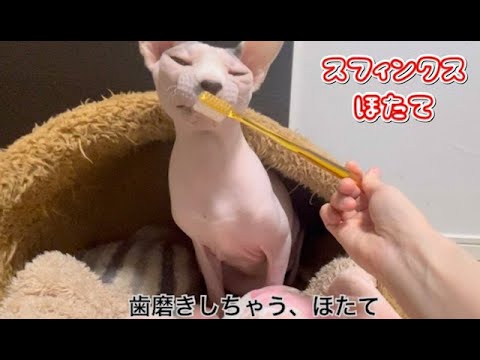 歯磨きでさりさりされるほたて猫【スフィンクス猫】