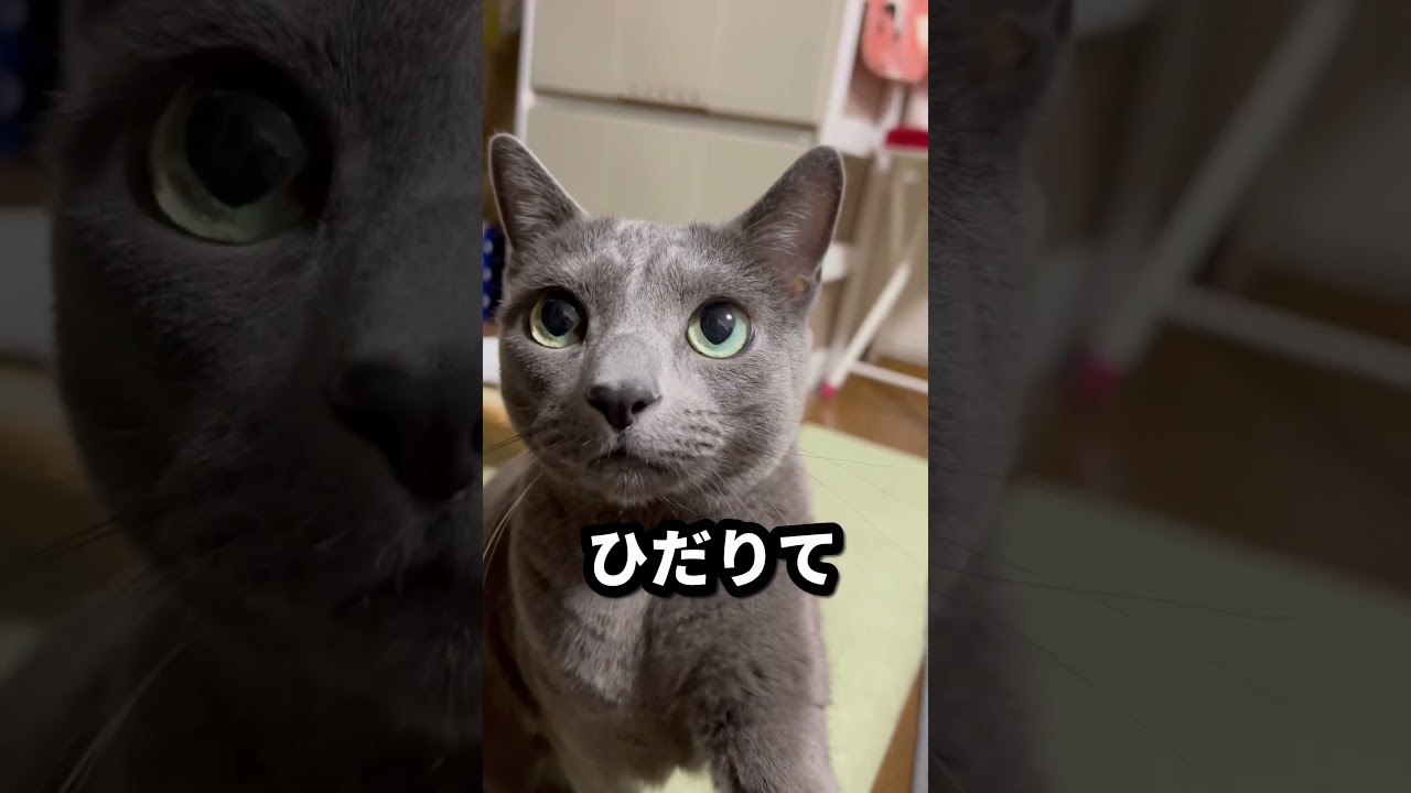 【ロシアンブルー】めろん早朝の様子です😌【猫】#shorts