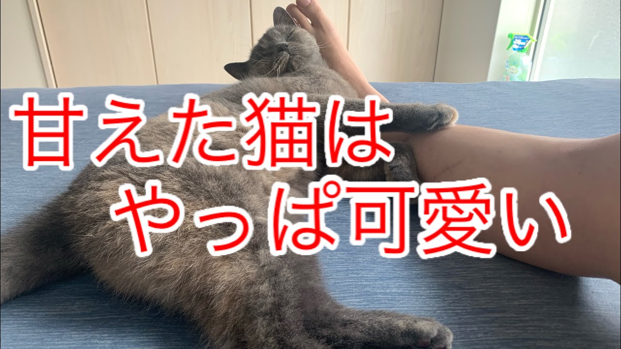 【激カワ】一緒に寝るネコ【ブリティッシュショートヘア】【ブリティッシュショートヘアー】