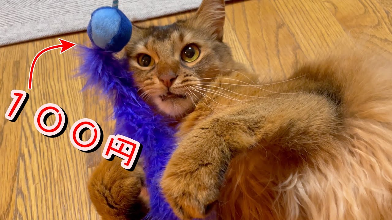 ダ○ソーのおもちゃが凄い【ソマリ】
