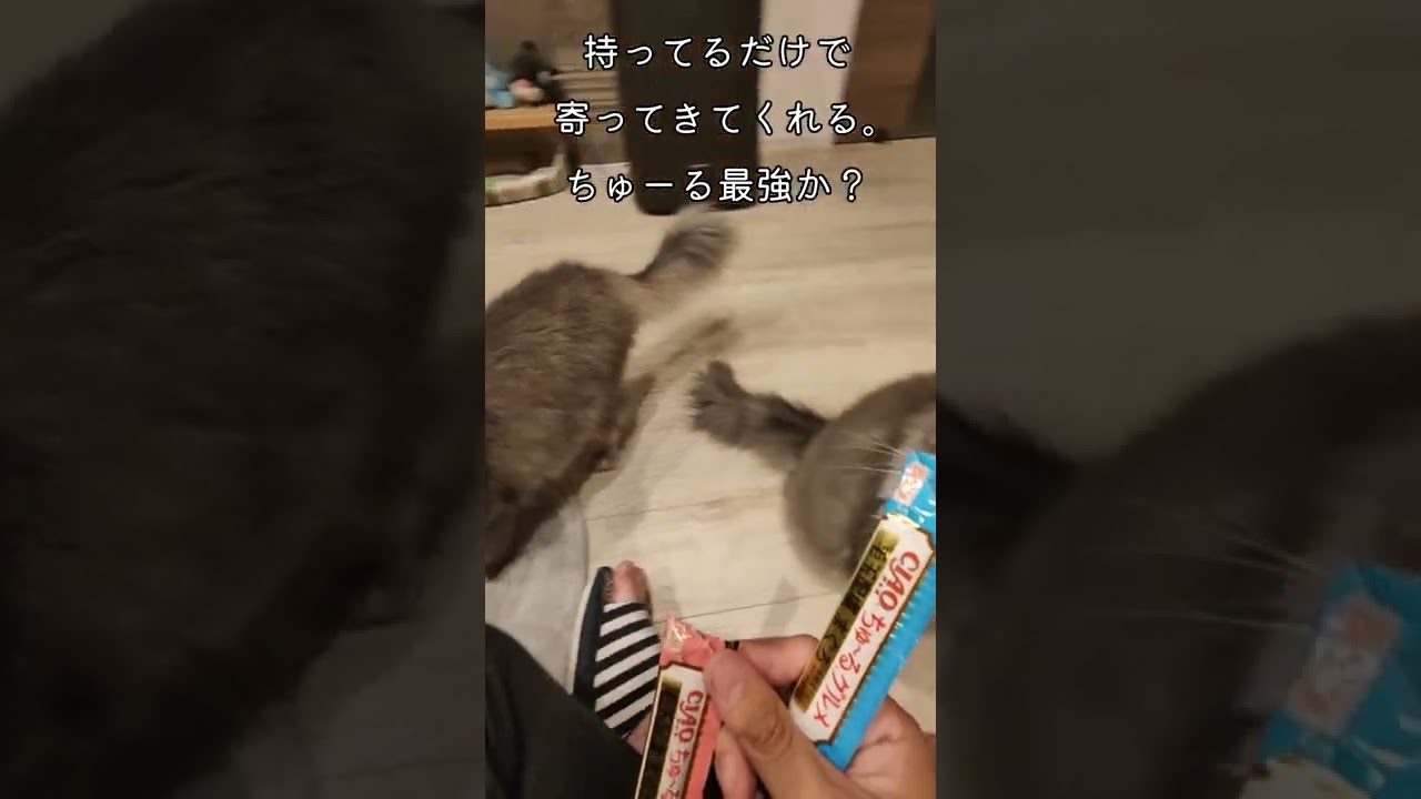ちゅ〜る×猫＝？？？【サイベリアンのラフィ】#Shorts