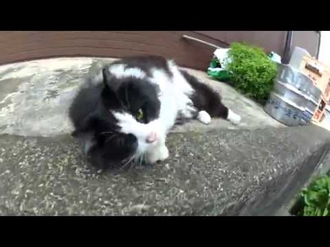 【猫編】　アピール上手なかわいいノラ猫