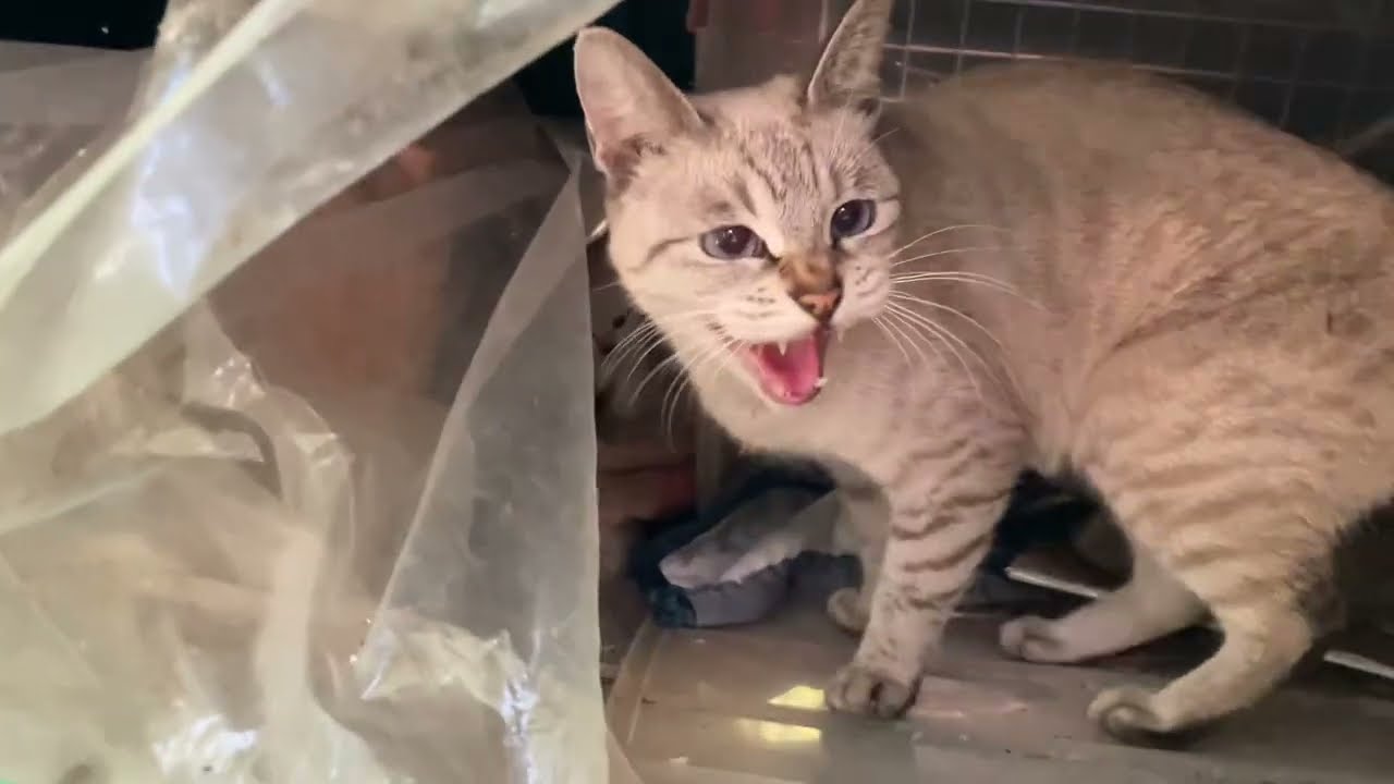 シャム猫を散歩中ついて行ったら小屋の中に