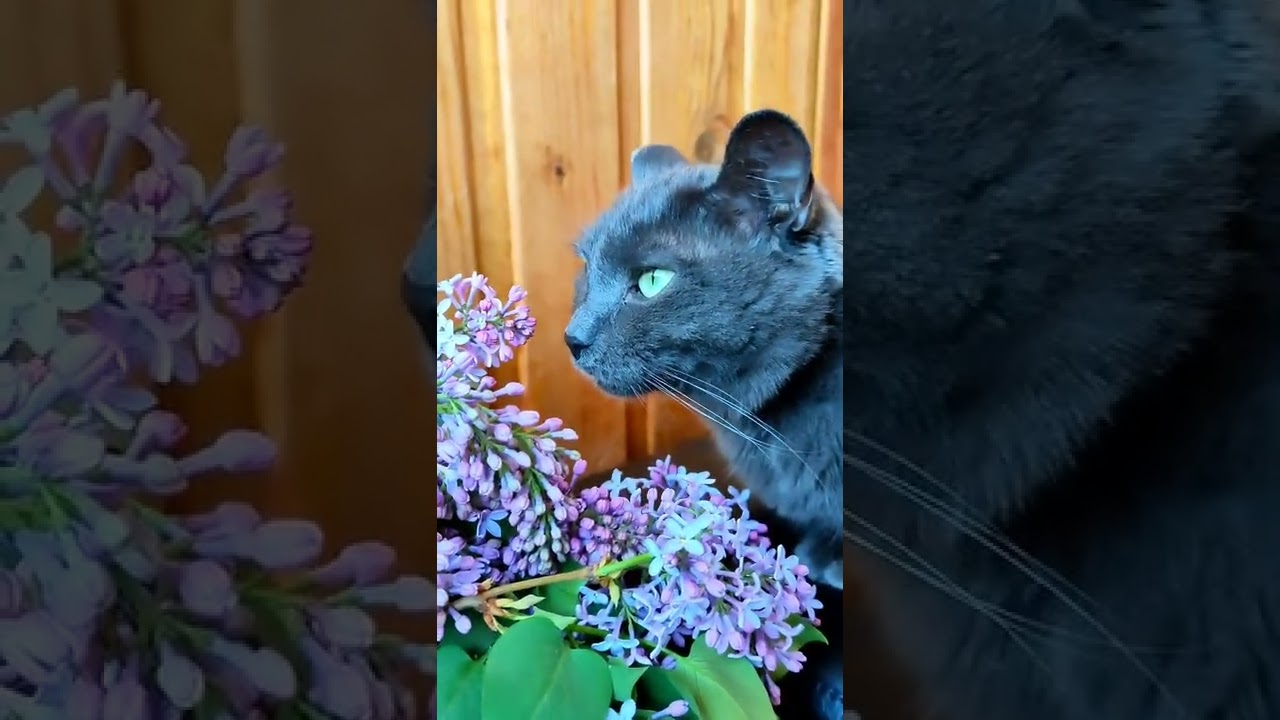 KORAT CAT /#cutecat #spring