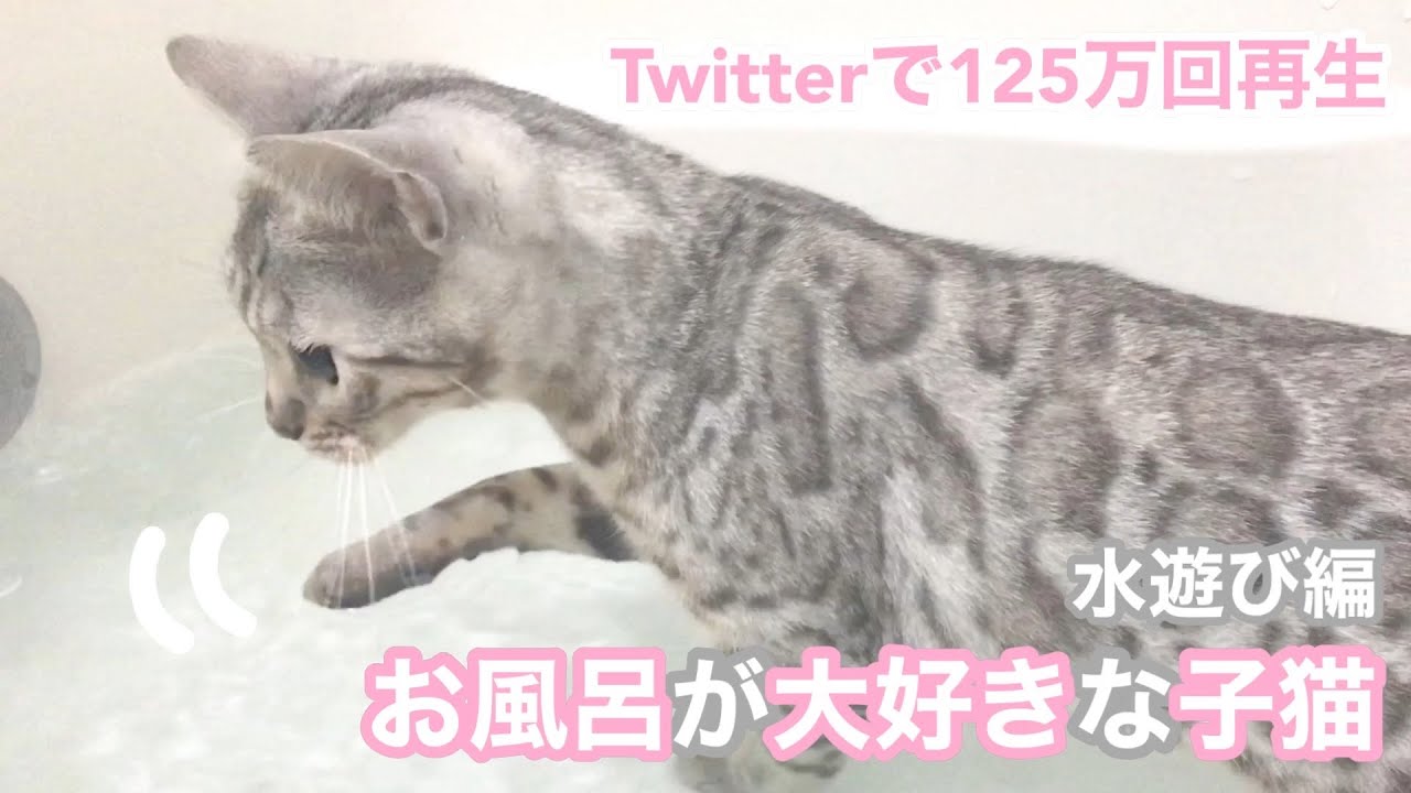 【Twitterで話題】お風呂が大好きなシルバーベンガルの子猫 水遊び編