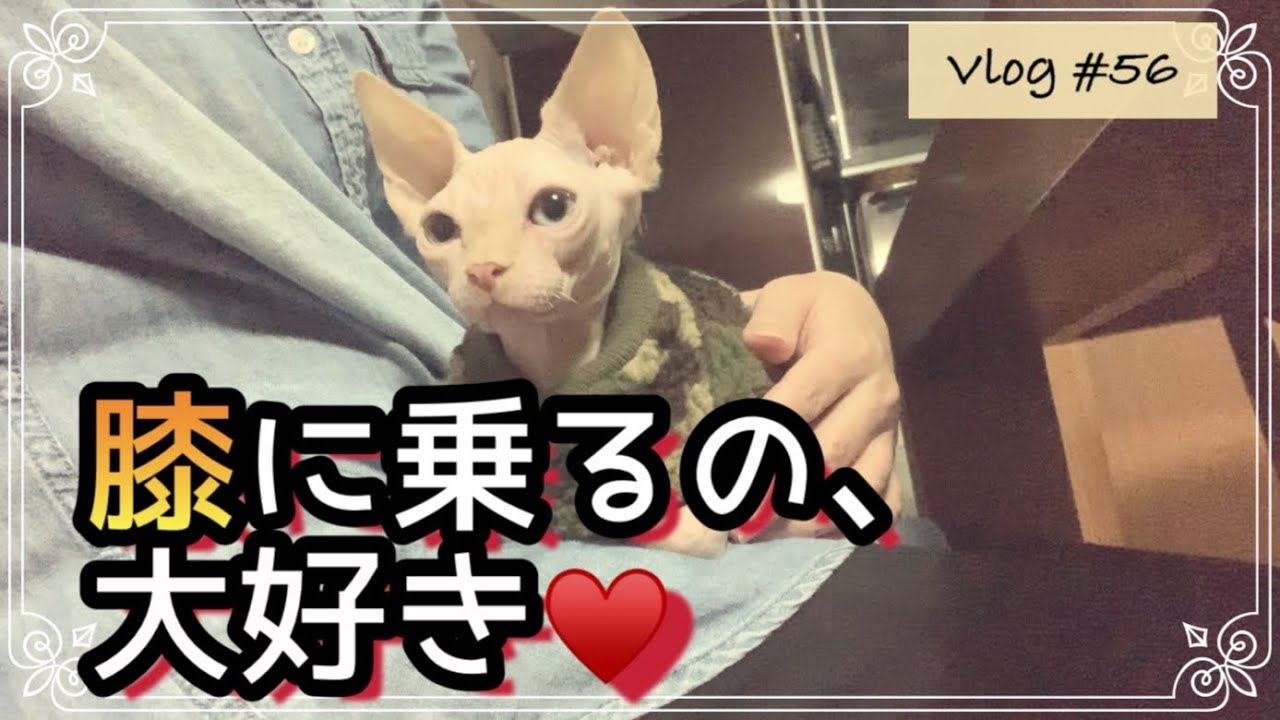 スフィンクス子猫は甘えっ子？膝に乗るのがお好きなようです…