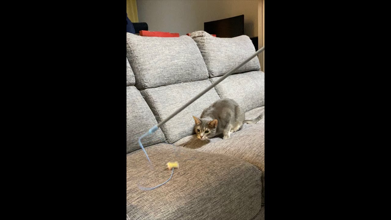 怠け者トラちとは違いアビシニアンの身体能力を存分に駆使して遊ぶチョスさん　#Shorts