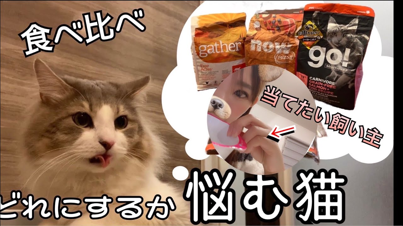 大型猫は、食いしん坊。【ノルウェージャンフォレストキャット】