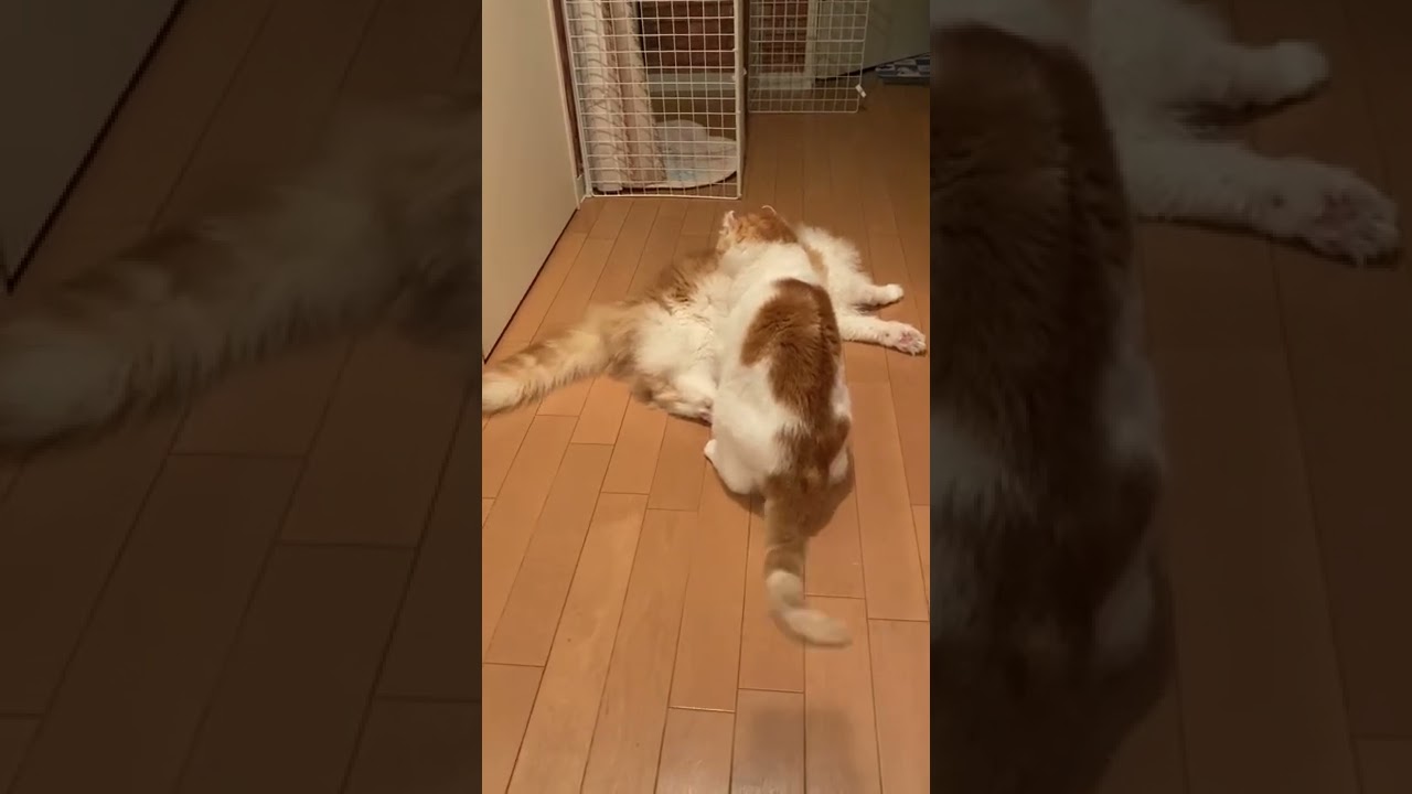 【ｱﾒﾘｶﾝｶｰﾙmocca】優しい喧嘩ｗ #shorts  #猫 #アメリカンカール #cat