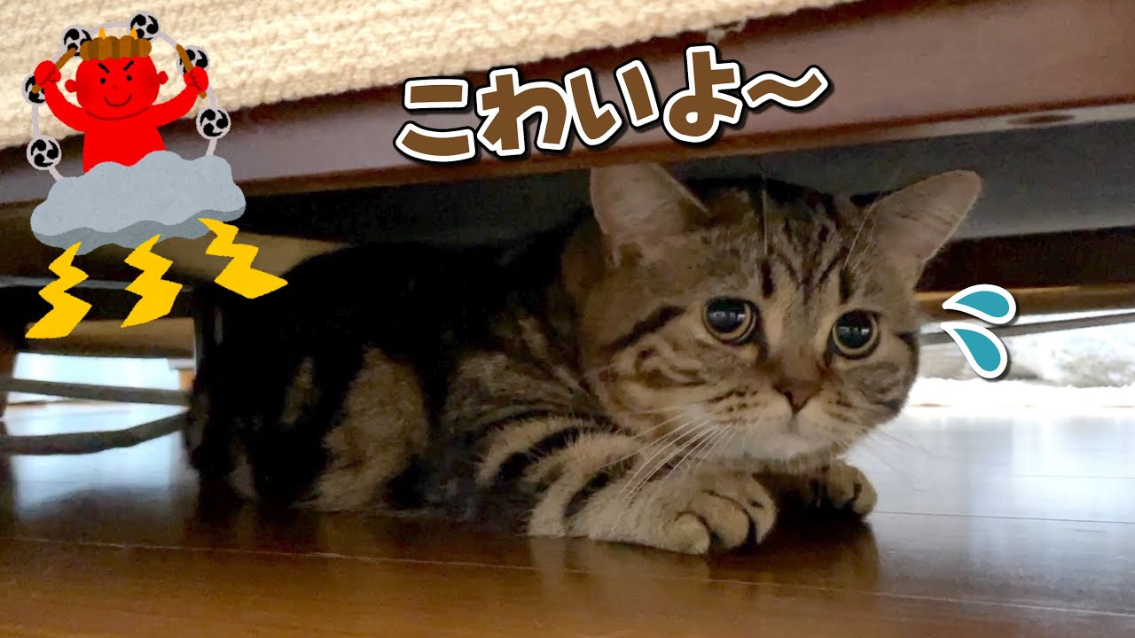 初めての雷が怖くてソファの下から出られなくなった猫