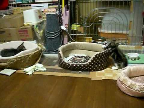 ターキッシュアンゴラの仔猫５２日目