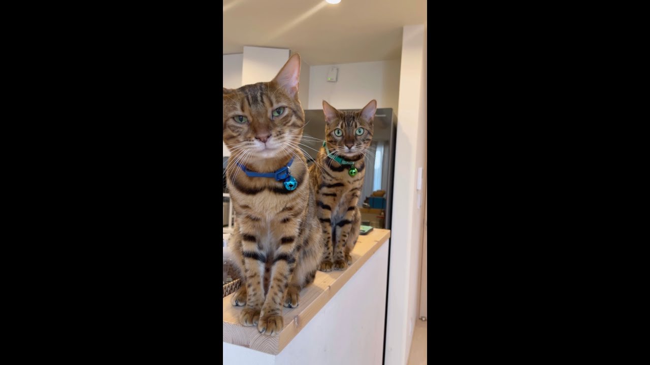 ベンガル猫メンズトリオが朝のご挨拶 #shorts
