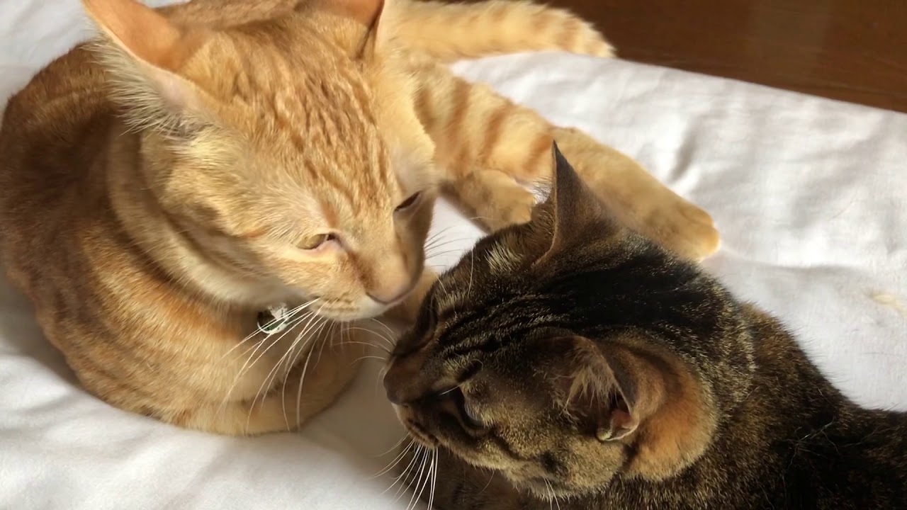 女心が全く分かっていない寅次朗₍˄·͈༝·͈˄₎ฅ˒˒  茶トラとジャパニーズボブテイルの姉弟【岳パラダイス】