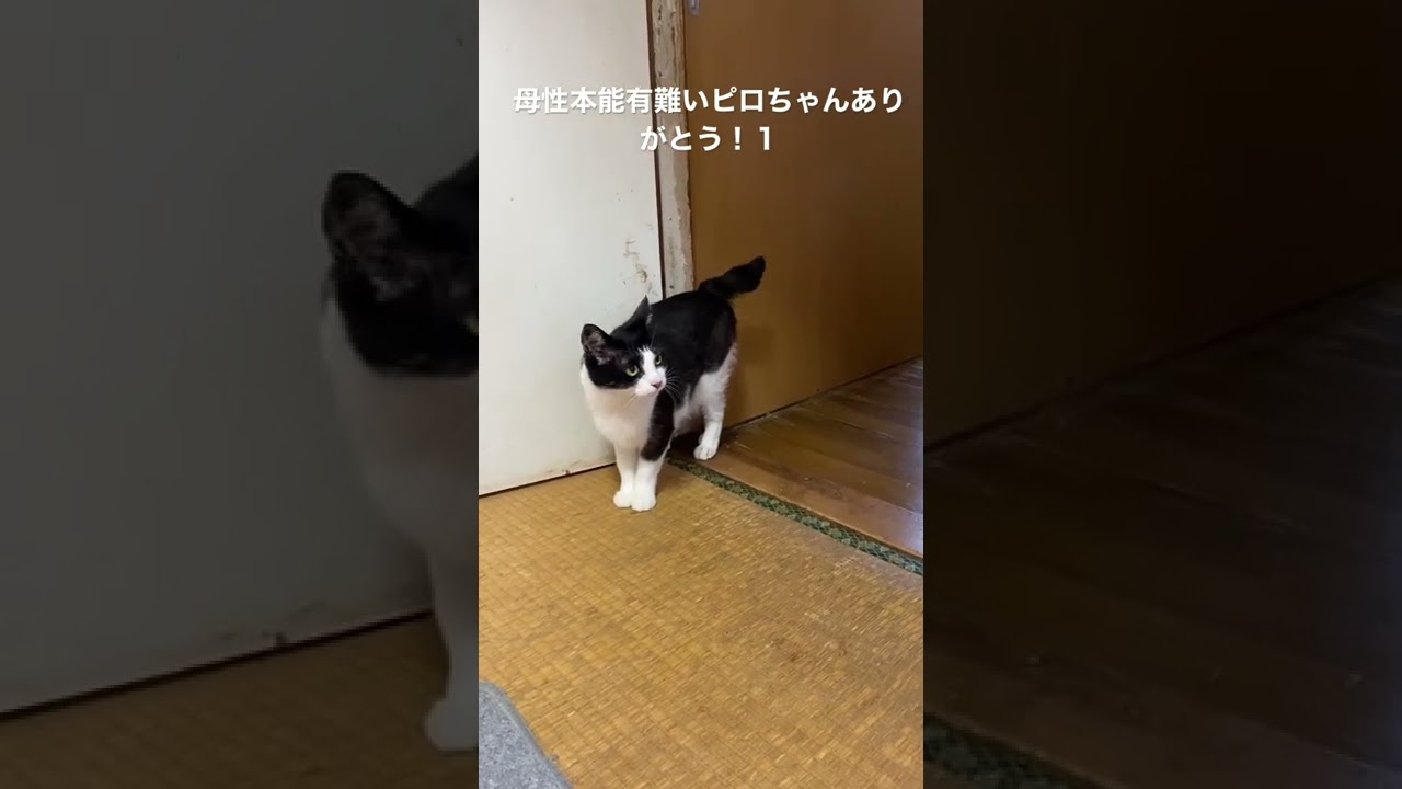 #日本猫＃猫＃ブログ★母性本能ありがたいピロちゃんありがとう！１（２０２２０５２９－８）