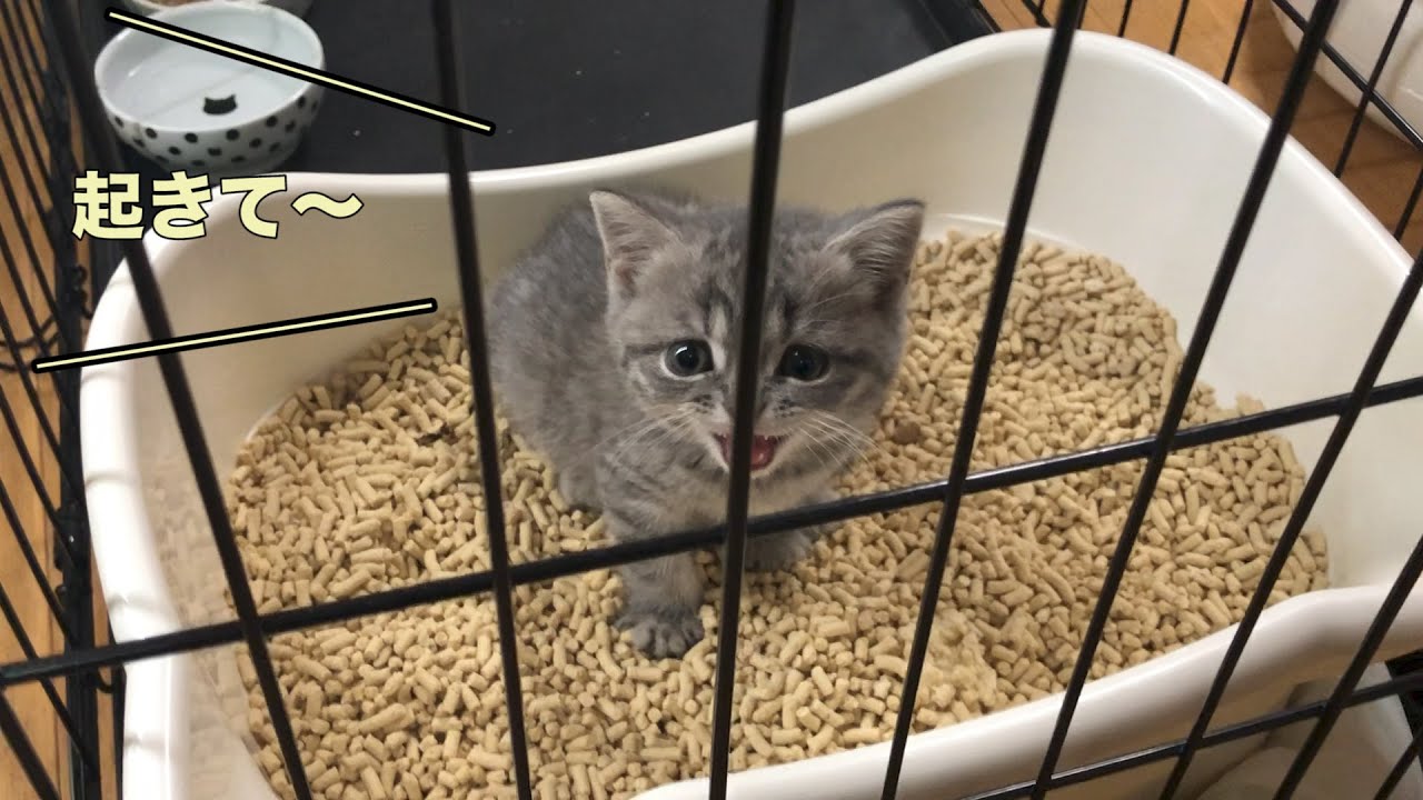 鳴き声がかわいい子猫が朝から全力で甘えてくる【スコティッシュフォールド】