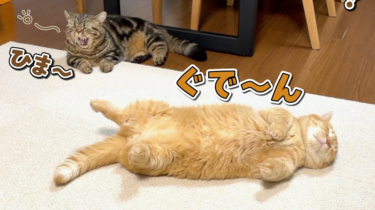 暇を持て余した猫たちがこうなっちゃいました！笑【お知らせも】