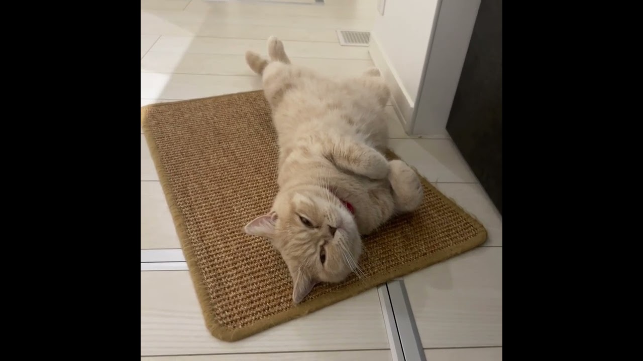 ご機嫌ナナメのかまちょな子猫【猫のいる暮らし】#Shorts