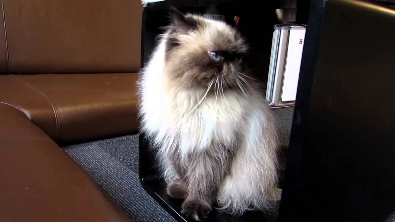 ぶちゃかわヒマラヤンの猫