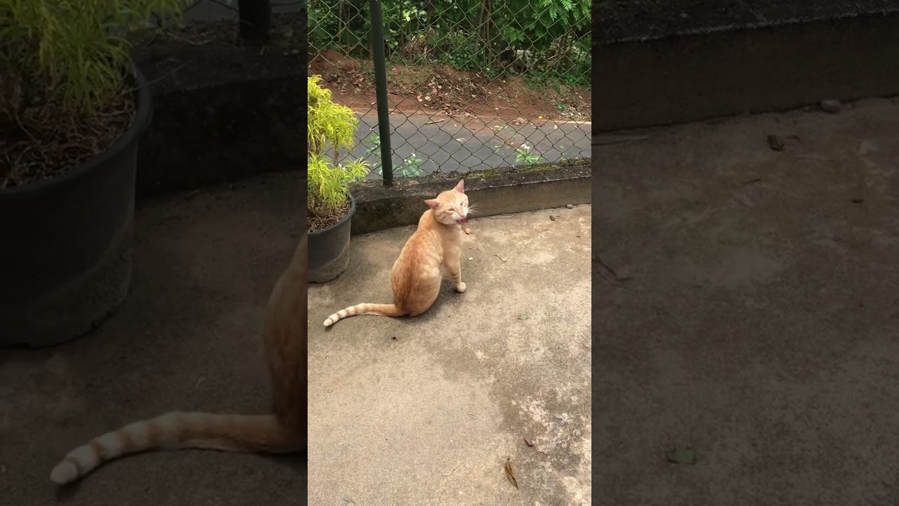 cutest golden brown cats