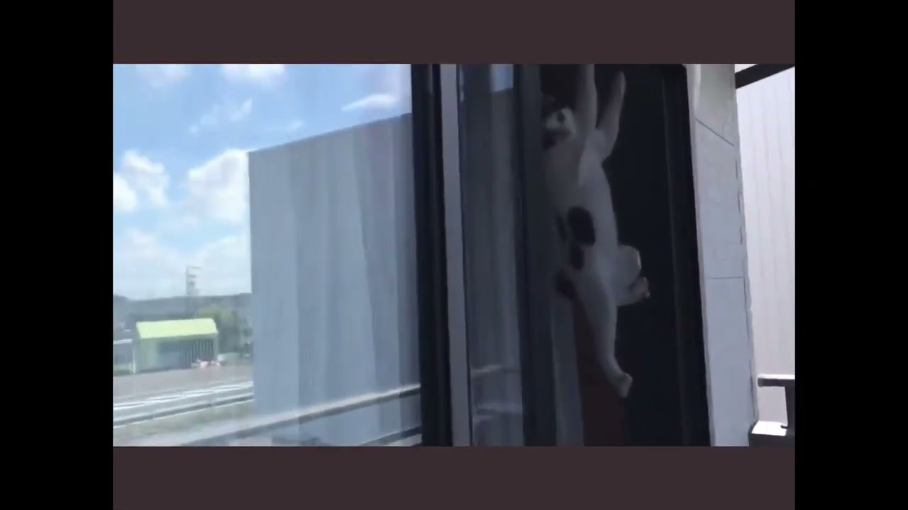 「スパイダーマンにゃ」