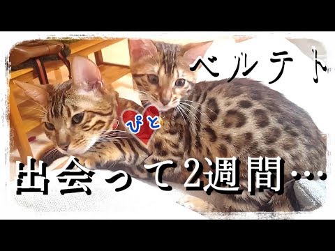 【第3話】ベンガル猫ベルテト…2週間で恋が始まった？