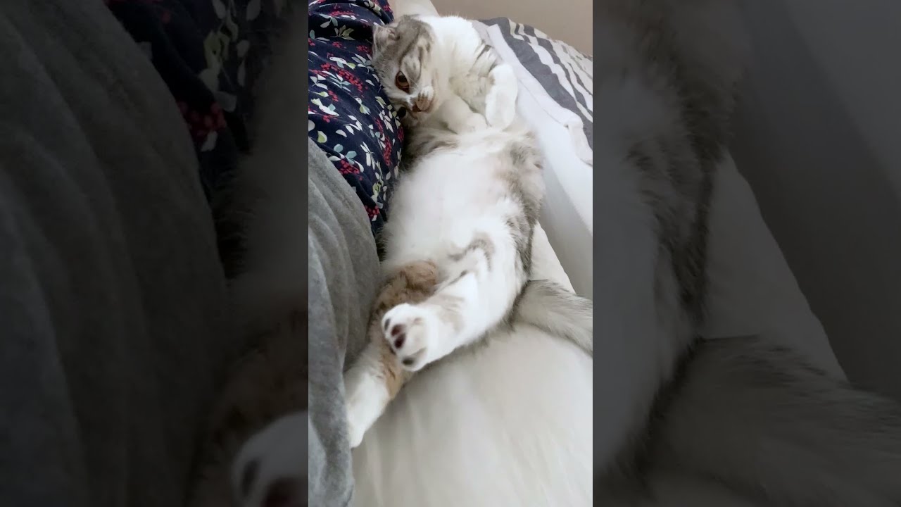 寝起きは撮影NGな猫。#Shorts［スコティッシュフォールド］